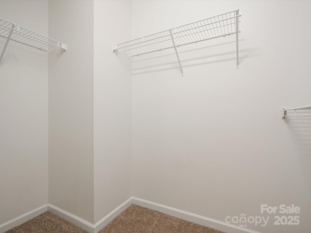 walk in closet featuring carpet flooring