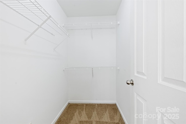 spacious closet featuring carpet flooring