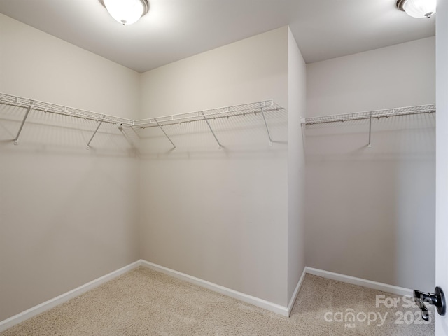 spacious closet featuring carpet flooring