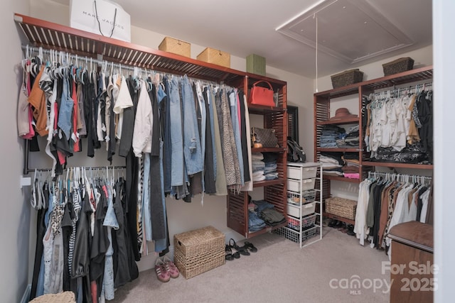 spacious closet with attic access and carpet