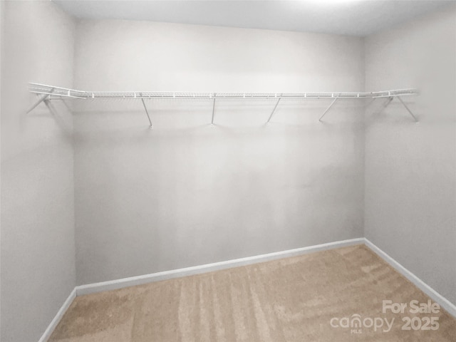 spacious closet featuring carpet