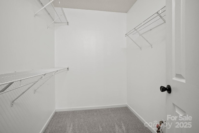 spacious closet with carpet