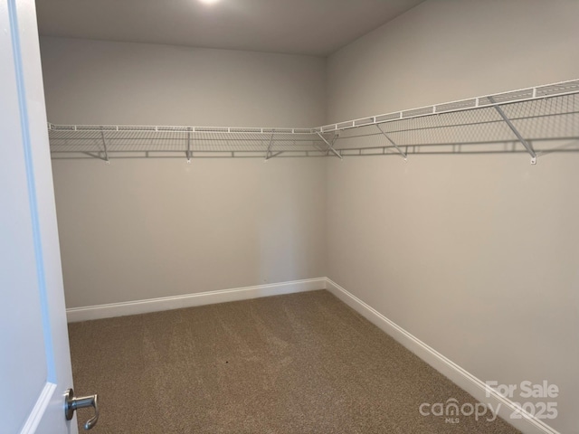 spacious closet featuring carpet