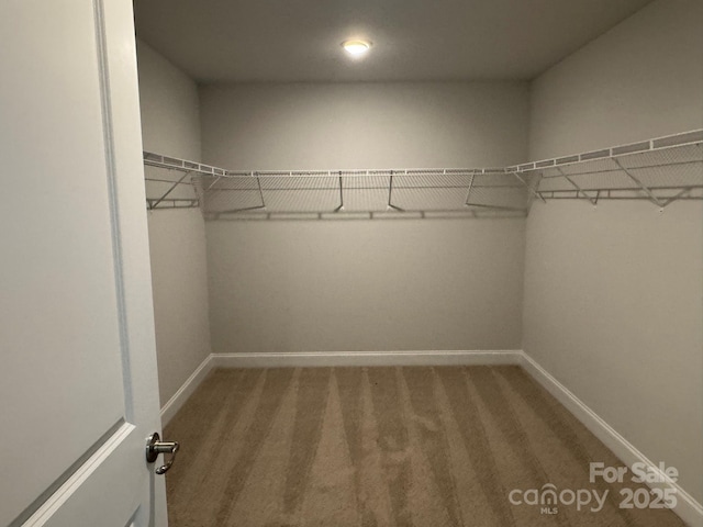 walk in closet with carpet