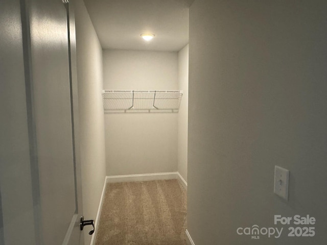 walk in closet with carpet floors