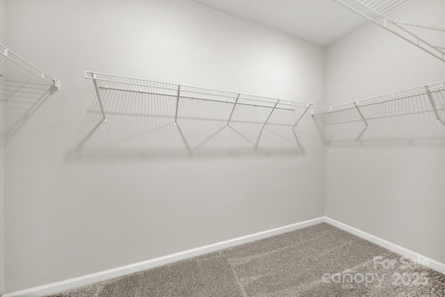 spacious closet featuring carpet floors