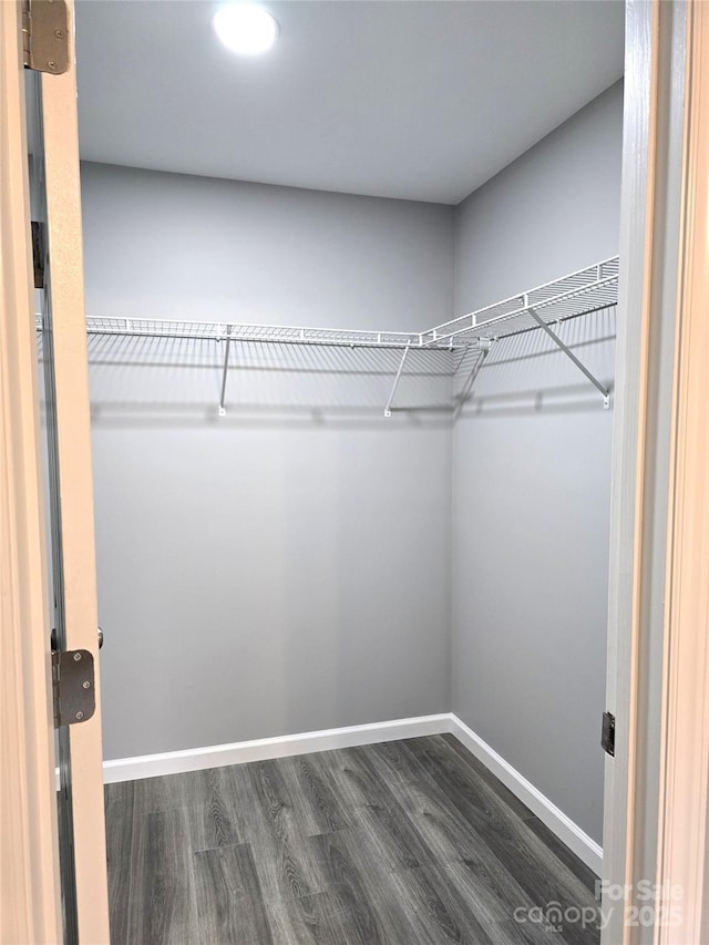 walk in closet with dark wood-type flooring