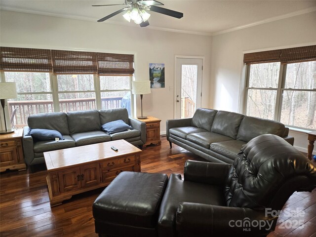 living area featuring ceiling fan, plenty of natural light, dark wood finished floors, and crown molding