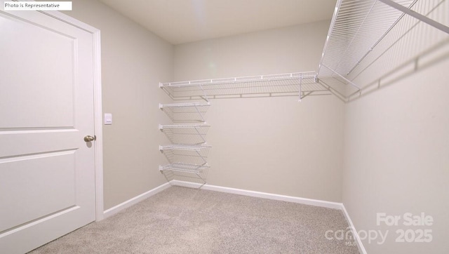 spacious closet featuring carpet