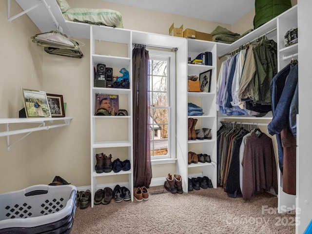 walk in closet featuring carpet floors