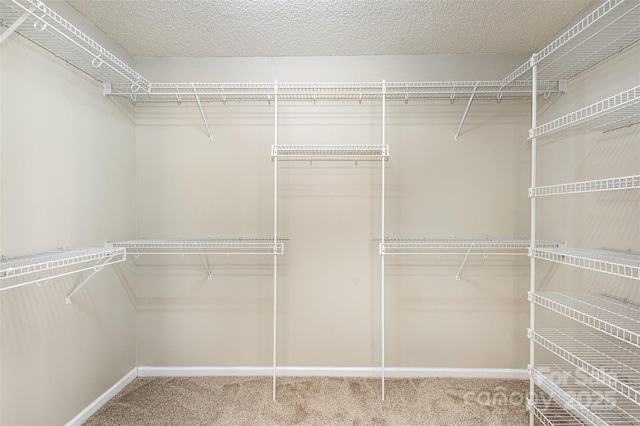 walk in closet with carpet flooring