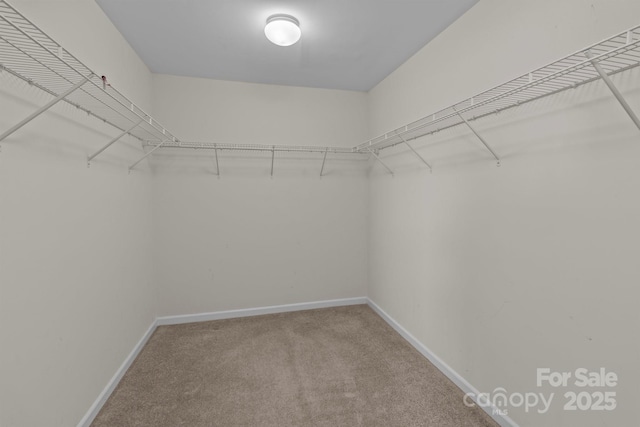 spacious closet with carpet floors