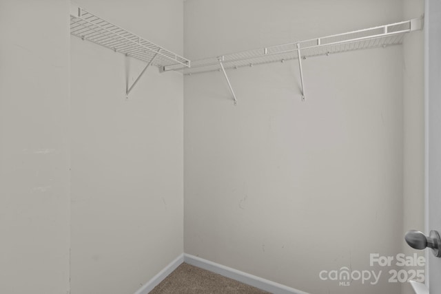 spacious closet featuring carpet floors