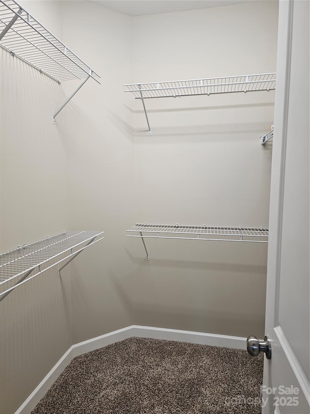 spacious closet featuring carpet flooring