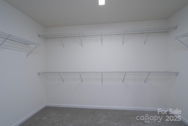 spacious closet featuring carpet floors