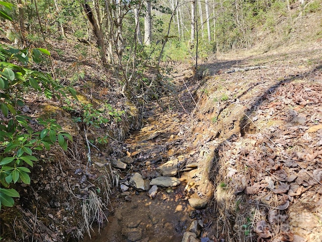 view of local wilderness