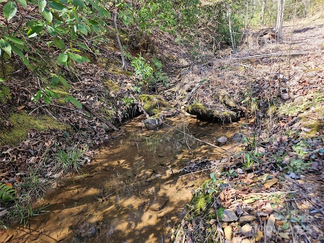 view of local wilderness