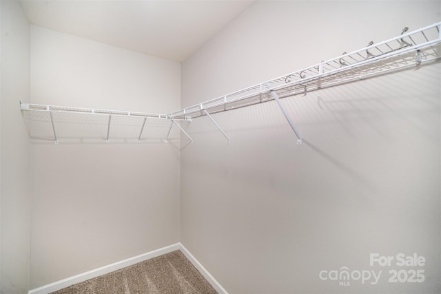 spacious closet featuring carpet flooring