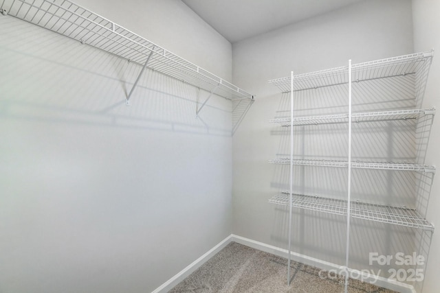 spacious closet featuring carpet floors