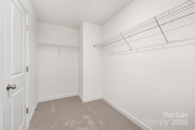 spacious closet with carpet floors
