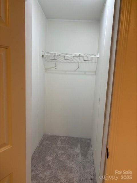 spacious closet featuring carpet flooring