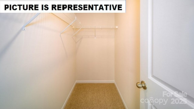 spacious closet featuring carpet floors