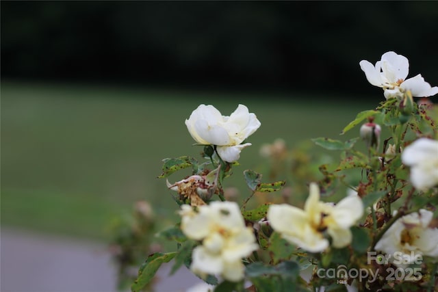 58 Mandalay Rdg, Canton, NC 28716 - photo 43