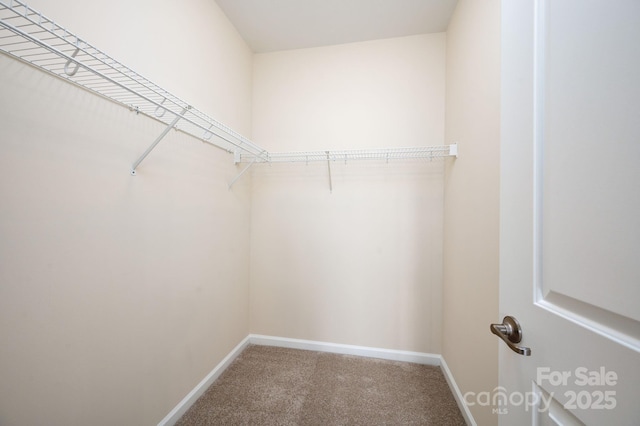 spacious closet with carpet floors