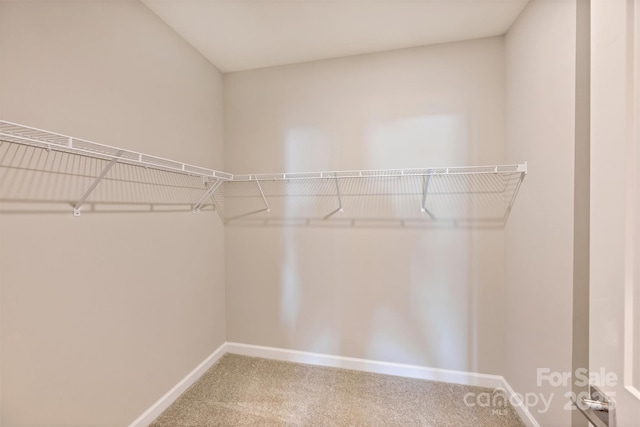 spacious closet featuring carpet