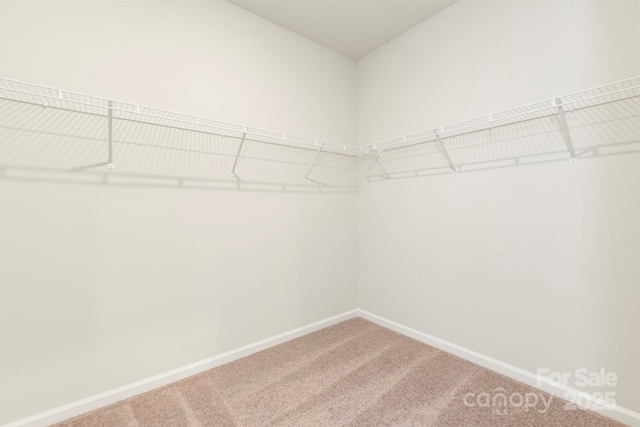 spacious closet with carpet