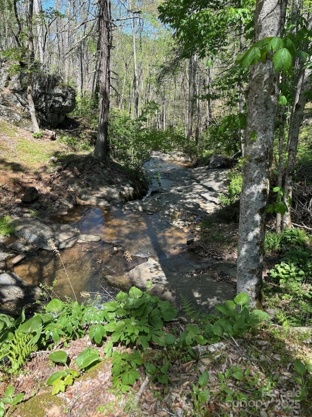 view of local wilderness