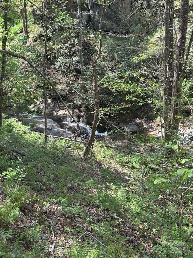 view of local wilderness