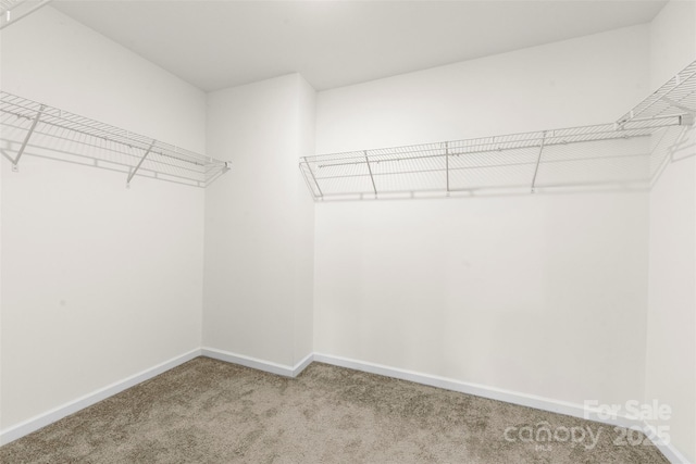 spacious closet featuring carpet flooring