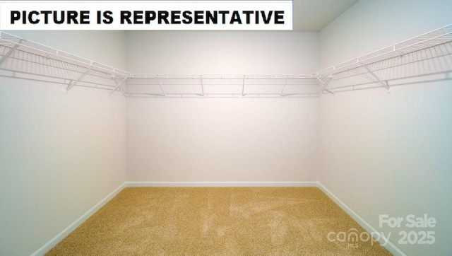 walk in closet with carpet floors