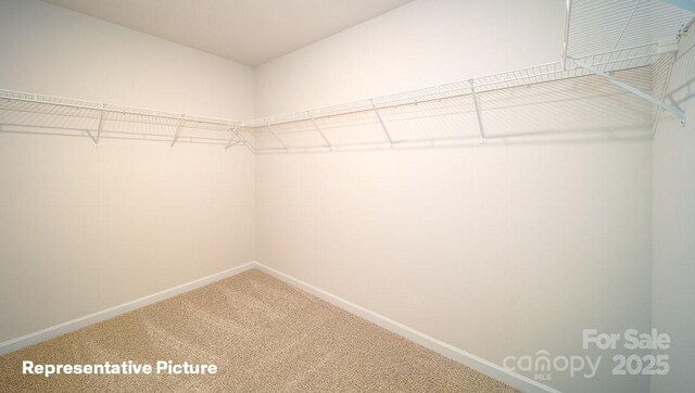 walk in closet featuring carpet floors