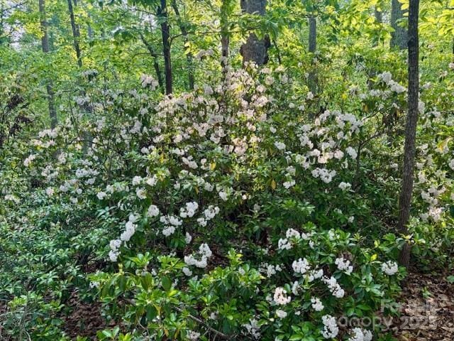 3855 Peniel Rd, Tryon, NC 28782 - view of landscape with a wooded view
