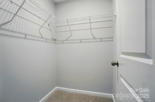 walk in closet with carpet floors