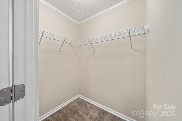 61 Evelyn Acres Dr, Asheville, NC 28806 - walk in closet featuring carpet floors