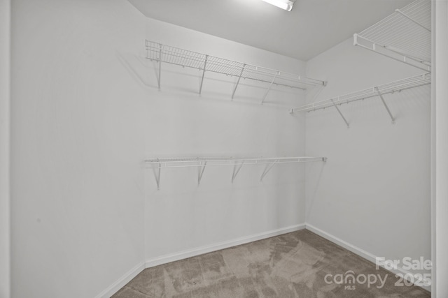 spacious closet featuring carpet flooring