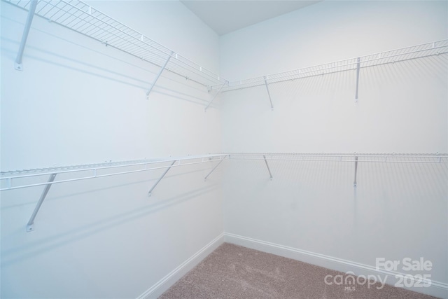 spacious closet featuring carpet
