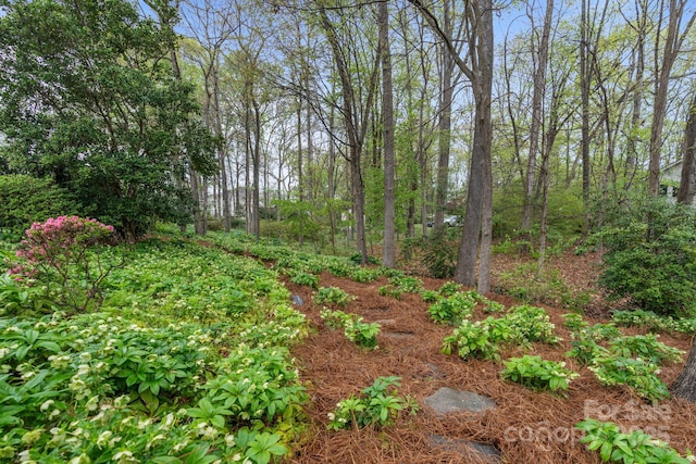 5125 Winding Brook Rd, Charlotte, NC 28226 - view of local wilderness