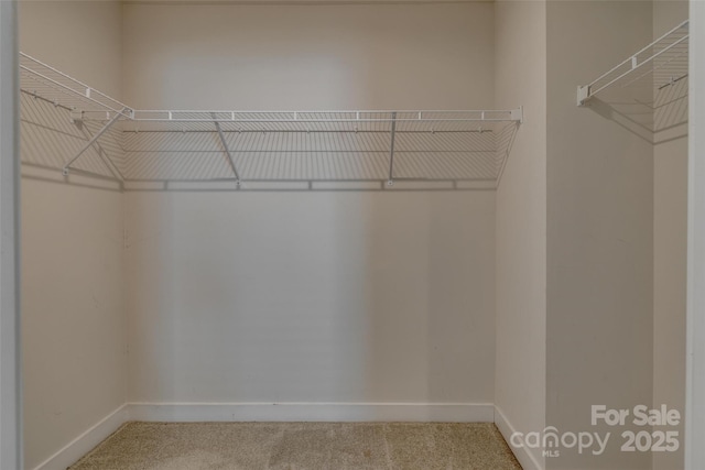 spacious closet featuring carpet floors