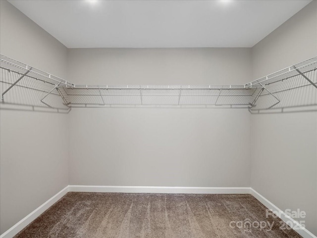 walk in closet featuring carpet floors
