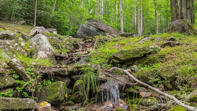 view of local wilderness featuring a view of trees