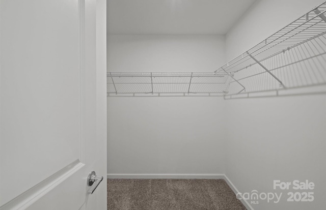 spacious closet featuring carpet