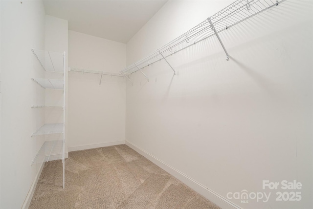 walk in closet with carpet flooring