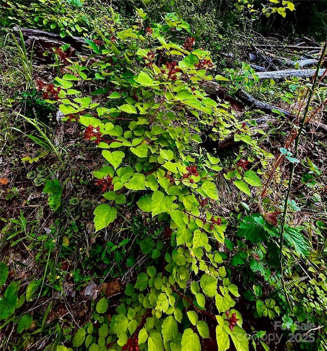 700 Wooded Mountain Trl, Mars Hill, NC 28754