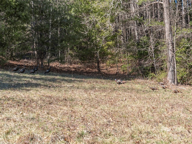 00 Big Cove Rd, Waynesville, NC 28786 - photo 4