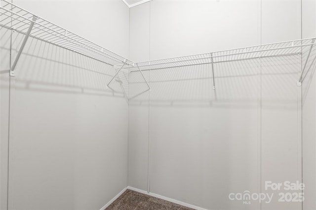walk in closet with carpet floors