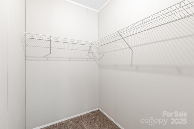 walk in closet featuring carpet